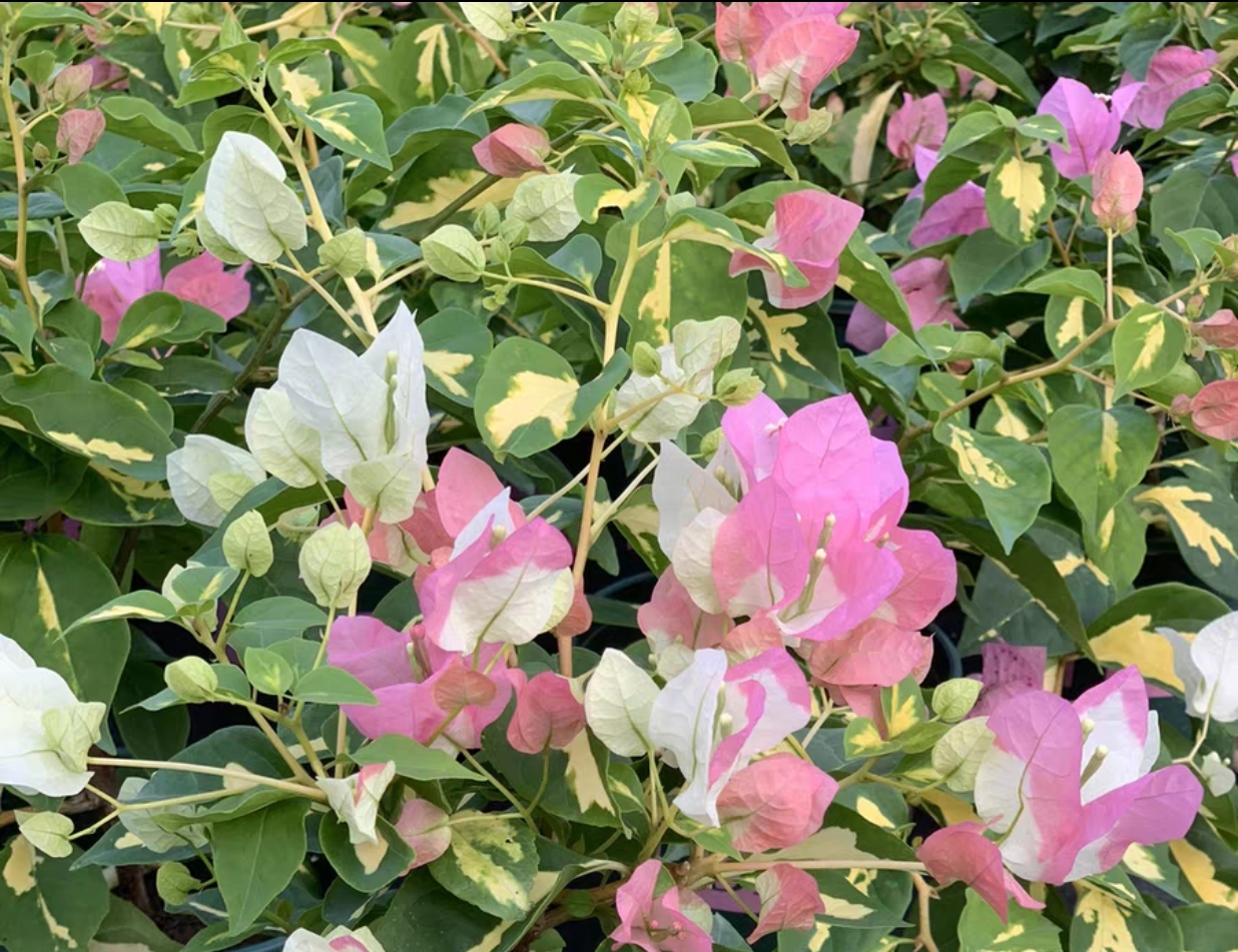 金心橙白三角梅牙签袋苗