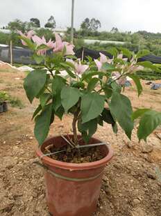 泽福花木 新加坡大叶宫粉三角梅盆苗