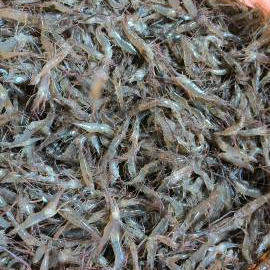 小河虾鲜活白虾青虾明虾红虾1斤中号1-2个指节约3-5公分活虾速冻
