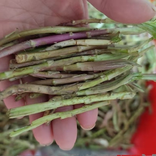 野藜蒿新鲜湖北特产洪湖边野生芦蒿泥蒿篱蒿去叶现摘现发