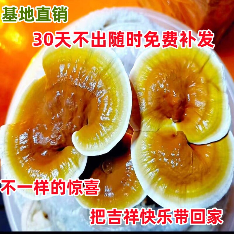 基地直销食用活体灵芝菌棒菌包孢子粉切片盆景盆栽室内简单趣味