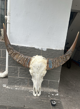 老白水牛头骨工艺品酒吧挂件墙装饰品真牛头标本挂饰壁挂水牛头骨