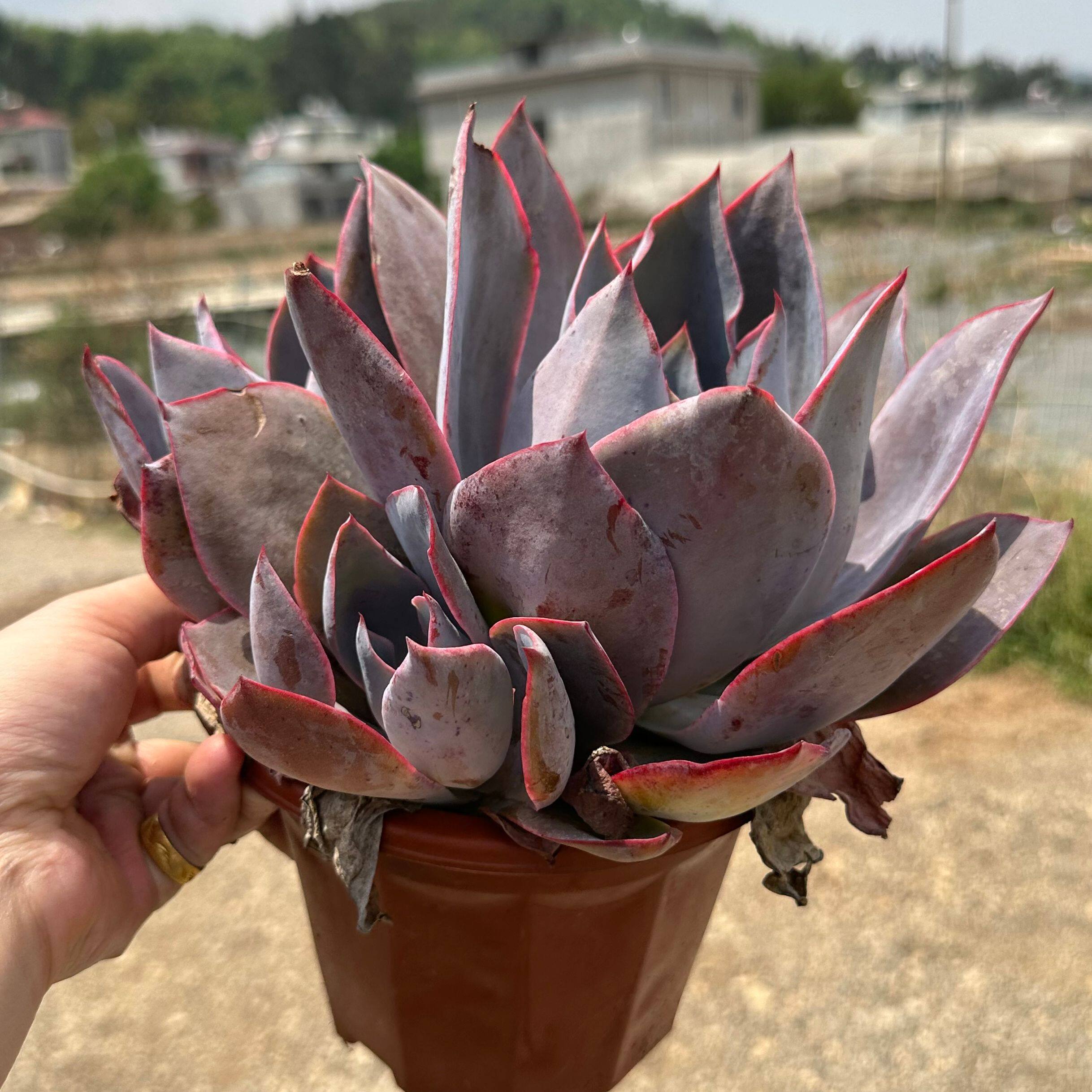 晚霞多肉植物仙气肉肉老桩带粉宽叶晚霞精选状态好室内盆栽好养