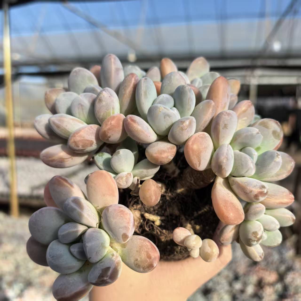 【多头香芋群】 多肉植物 绿植盆栽