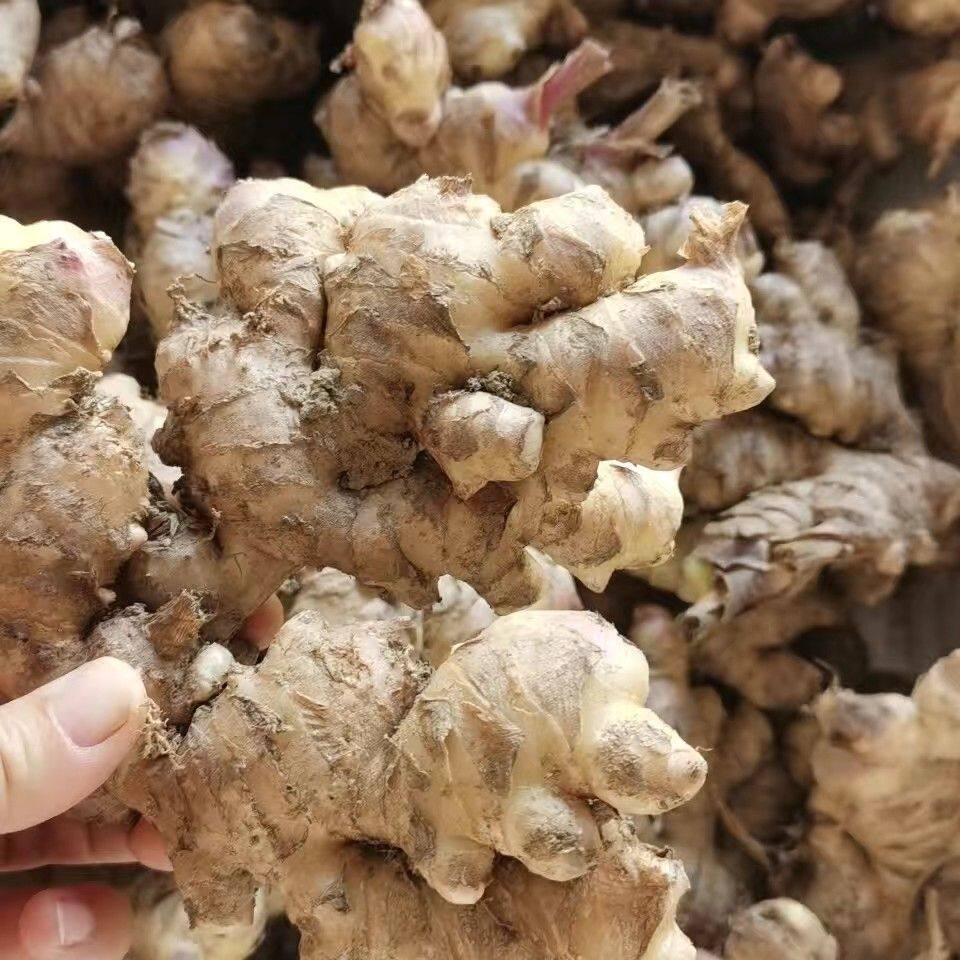 江西永丰老姜生姜批发正宗黄姜老姜头月子姜新鲜蔬菜整箱姜母姜