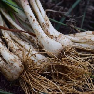 江西吉安永丰特产新鲜带泥荞头现挖现发农家自种当季蔬菜