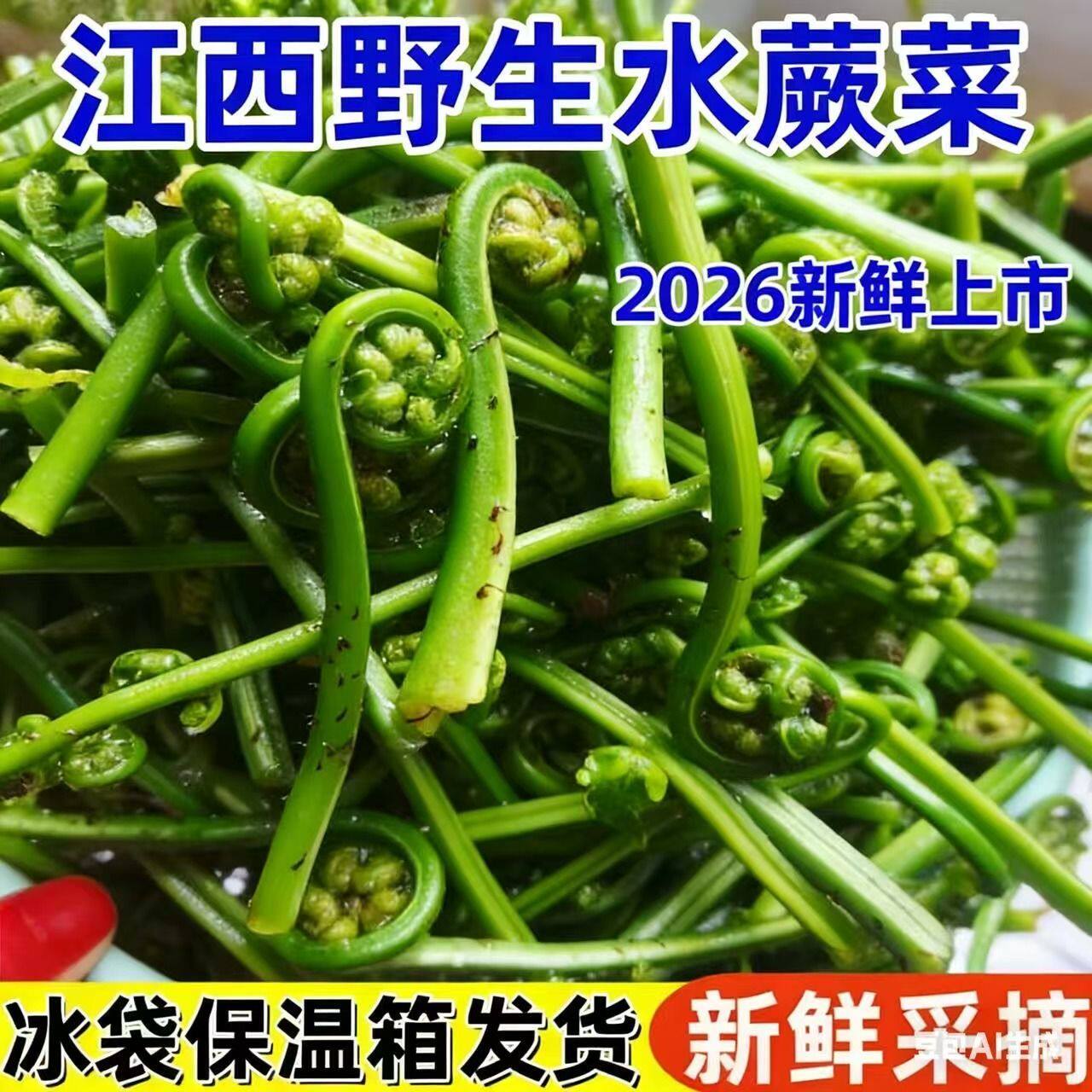 蕨菜新鲜江西水蕨菜现摘春天农家鲜厥菜苗龙爪菜猫爪菜撅菜根蔬菜