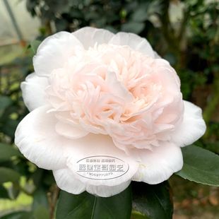戴氏之歌茶花水晶白大花型四季花卉绿植盆景阳台庭院植物包邮