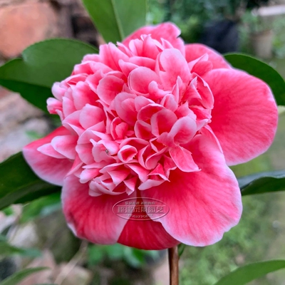 龙火珠茶花四季绿植盆栽花卉室内外阳台客厅庭院盆景植物包邮