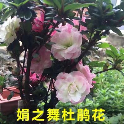 绿植五彩多色四季盆栽杜鹃花包邮