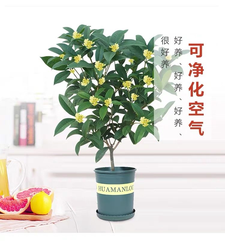 桂花苗盆栽花卉绿植四季开花带香味室内外客厅阳台植物盆景包邮