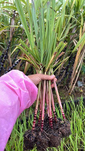 迷你小甘蔗广西甘蔗盆栽盆景甘蔗苗黑皮甘蔗黄金甘蔗筷子大小带节