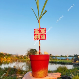 迷你小甘蔗盆栽带盆带土DIY套装 绿植 陶瓷盆红盆小甘蔗