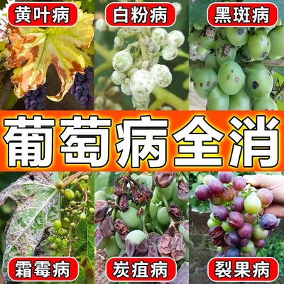 葡萄树专用药病全治钻心虫叶子发黄杀菌剂阳光玫瑰病菌肥料灭虫剂