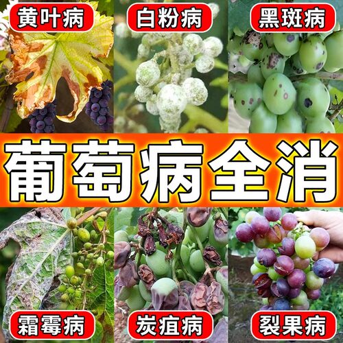 葡萄树专用药病全治钻心虫叶子发黄杀菌剂病菌清肥料果树杀灭虫剂