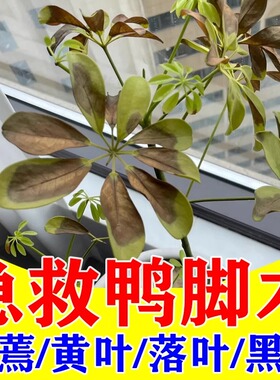鸭脚木专用营养液鸭掌木叶子发黑掉叶枯叶萎专用药水培盆栽专用肥