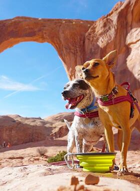 QZee美国DEXAS折叠随行碗硅胶猫狗饮水器户外喝水壶便携食盆旅行