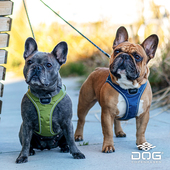 QZee哥本哈根防爆冲狗狗Go胸背带DOG Copenhagen柴犬边牧牵引绳