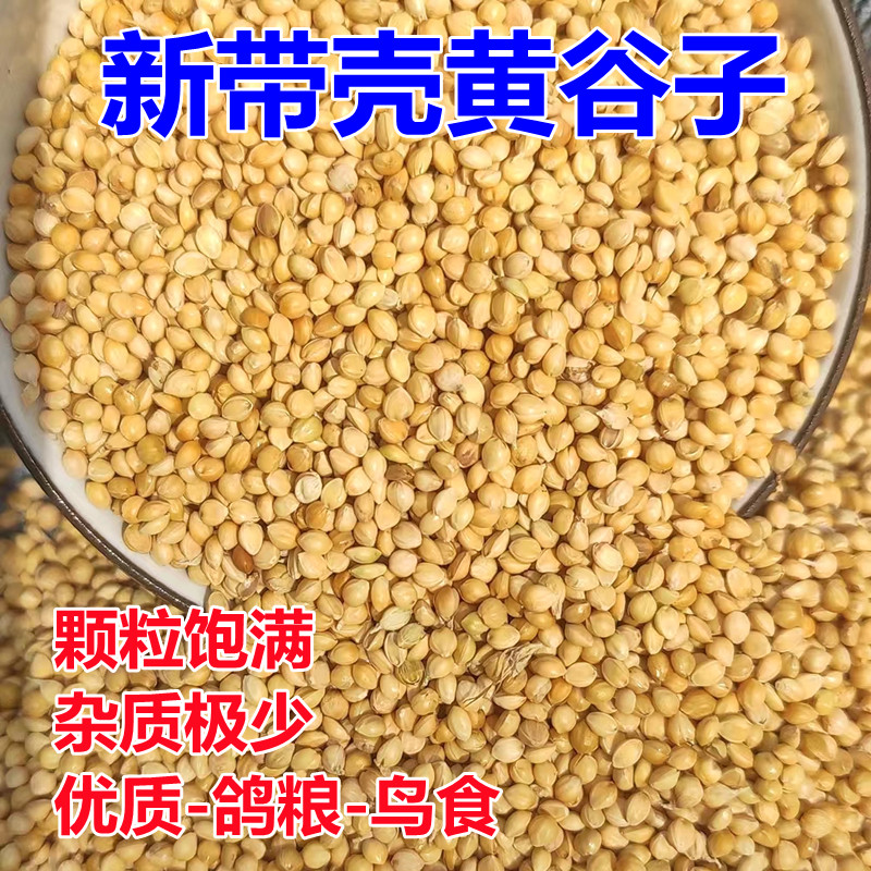 东北带壳小米虎皮鹦鹉黄谷子鸽子