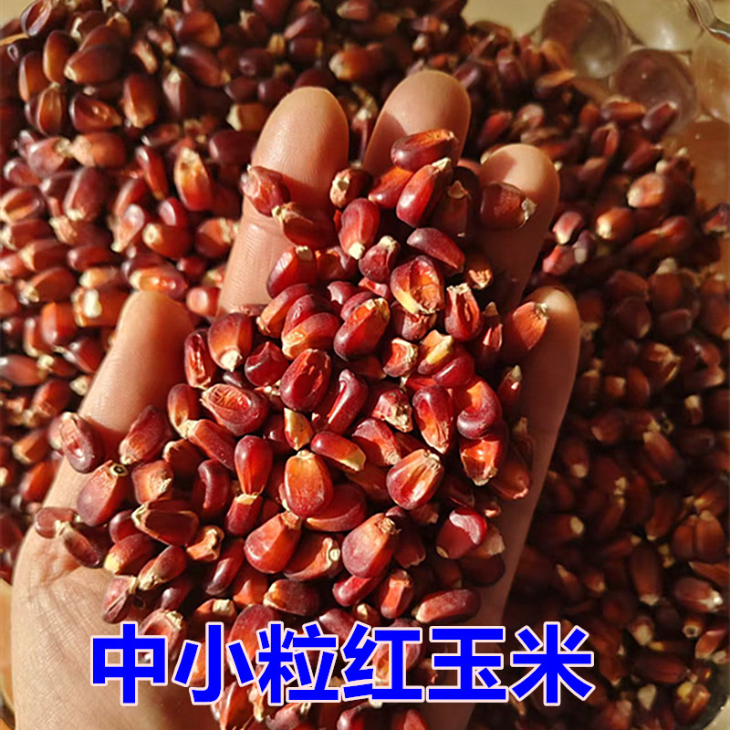 红色玉米粒小粒红玉米信鸽赛鸽专用玉米鸽粮玉米大集老式爆花玉米