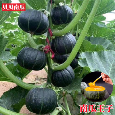 绿贝贝南瓜密本南瓜蔬菜苗板栗味