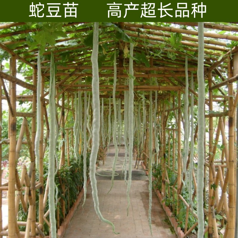 蛇豆苗蛇瓜豆角苗秧苗高产特长庭院爬藤蔬菜佛手瓜辣椒西瓜丝瓜苗