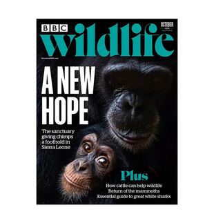 OCT 现货 Immediate BBC 522英文学术科普杂志进口原版 单期 Media WILDLIFE 2024年11期