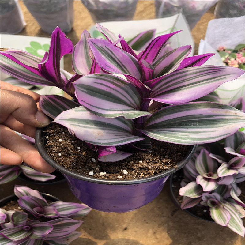 油画婚礼吊兰花盆栽