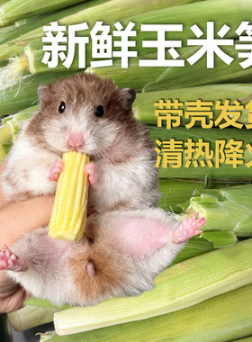 仓鼠金丝熊新鲜带壳玉米笋清热降火水果蔬菜营养维生素小零食