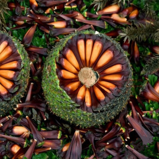 【1年苗】巴拉那松树苗云南正宗巴拉那引进松品种巴拉那松树苗