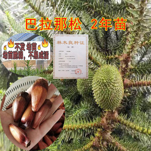 【2年苗】巴拉那松 树苗巴拉那松子树苗引进品种巴拉那松苗云南