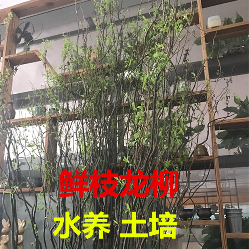 鲜龙柳插花辅材活龙柳 婚庆专用拱门云龙柳鲜枝 客厅落地装饰树枝