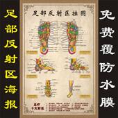 人体足底按摩穴位图足部反射区挂图片足疗脚底中医养生美容院海报