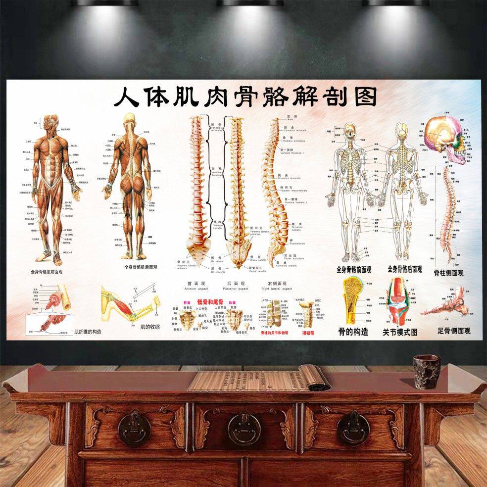 标准人体骨骼图大挂图片全身高清人体骨骼结构图解剖全身海报挂画