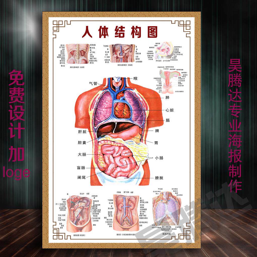 人体结构图穴位医学人体解剖图片内脏器官骨骼肌肉构造挂图画a176