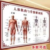 人体骨骼图大挂图肌肉结构图 脊柱保养高清图 人体结构分布图