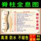 脊柱全息图脊柱病症挂图人体骨骼肌肉结构图人体内脏器官解剖图