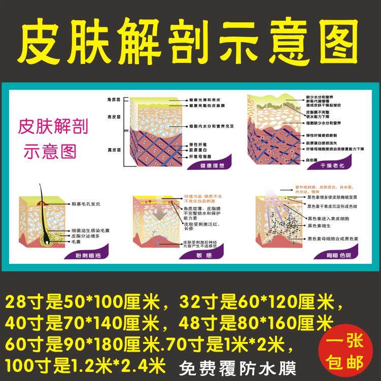 皮肤解剖示意图皮肤结构挂图美容挂图化妆店挂图大图海报墙贴包邮