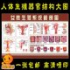 女性生殖系统结构解剖图海报张贴画 宫颈疾病糜烂示意图墙贴挂画
