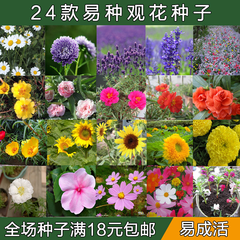 花種子四季播易活驅蚊草薰衣草太陽花萬壽菊野花七彩鳳仙花向日葵