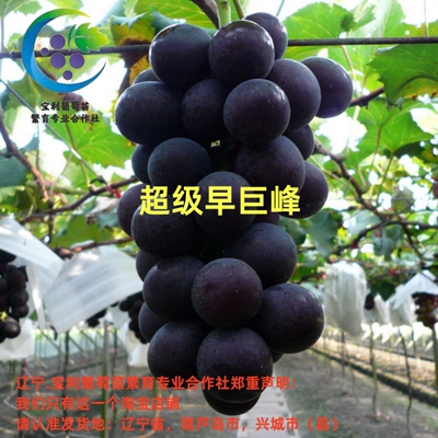 辽宁.宝利葡萄苗繁育专业合作社