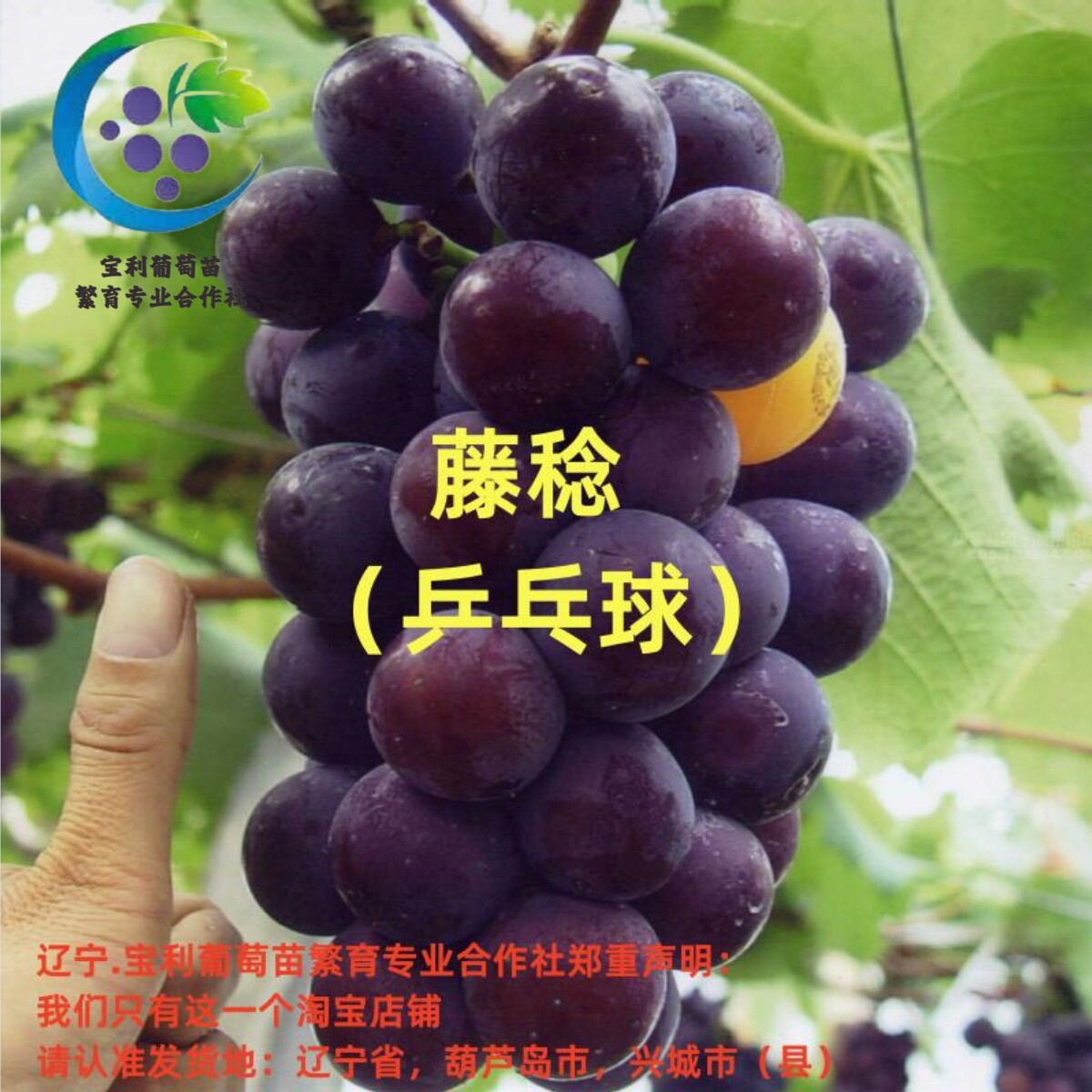 藤稔 夏黑砧木嫁接葡萄苗  裸葡萄盆栽