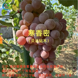 宝利葡萄苗繁育专业合作社 裸根发货 寒香蜜 贝达砧木嫁接