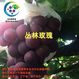 丛林玫瑰 贝达砧木嫁接葡萄苗  宝利葡萄苗繁育专业合作社