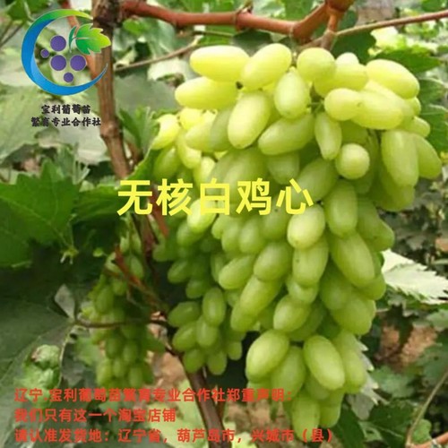 辽宁.宝利葡萄苗繁育专业合作社