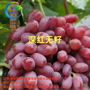 深红无籽 贝达砧木嫁接葡萄苗 宝利葡萄苗繁育专业合作社