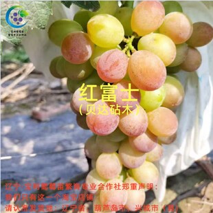 红富士  贝达砧嫁接葡萄苗 宝利葡萄苗繁育专业合作社