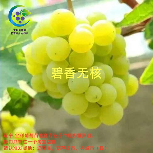 辽宁.宝利葡萄苗繁育专业合作社