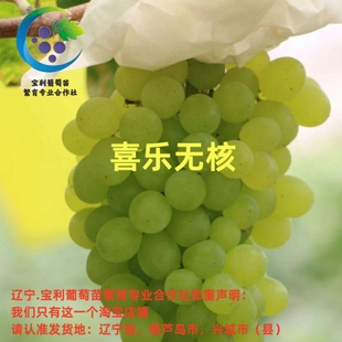 喜乐无核（苗细） 贝达砧木嫁接苗 宝利葡萄苗繁育专业合作社