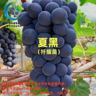 无核夏黑 扦插葡萄苗 宝利葡萄苗繁育专业合作社